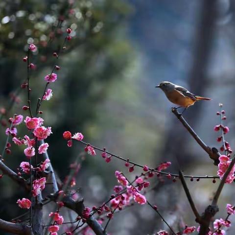 【神墨家长专访】黄凤琳妈妈