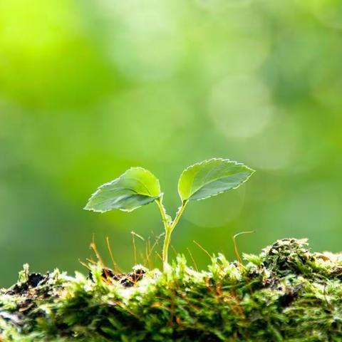 中班语言～《芽儿》