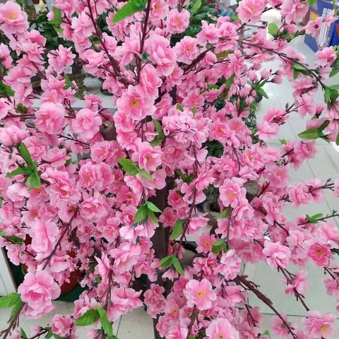 抗衰老之心态：求生或求死