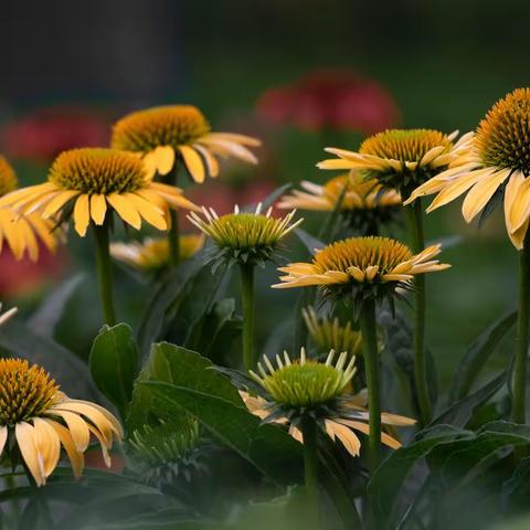 夏至，松果菊带给您清凉愉快的夏日