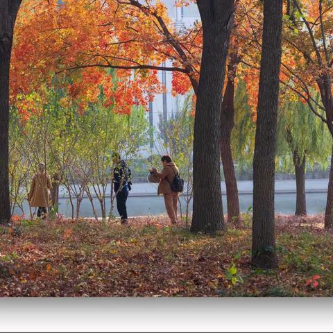 视觉盛宴！泰丰公园的秋色宛如一幅幅色彩斑斓的油画