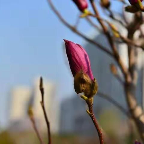 春天的气息；花开正当时。