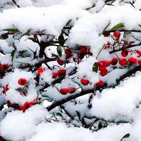 雪之笑傲