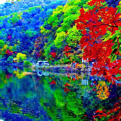 秋风起     赏花观叶去