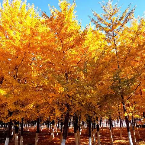 叶落如秋观银杏（沈阳同城）