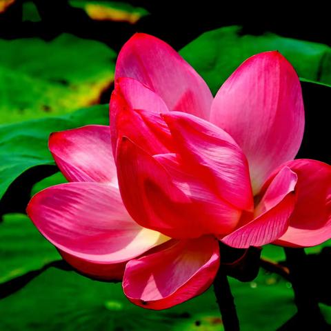 雨中赏荷别样情