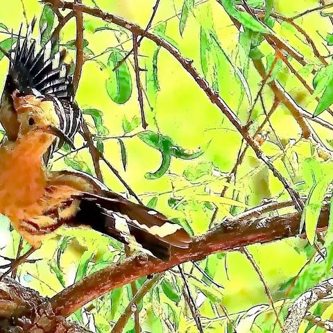 鸟儿精灵——戴胜鸟