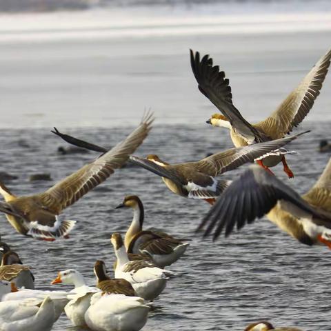 春到客来早  春江水暖鸭先知