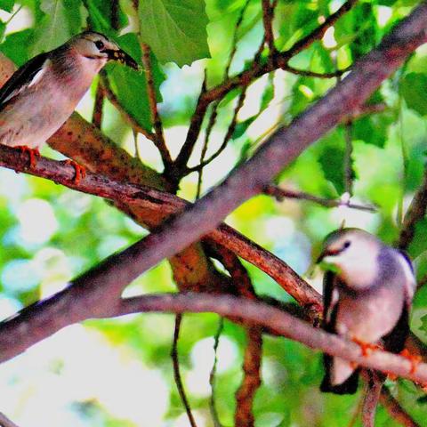 丝光椋鸟育雏记