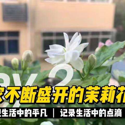 我养了很多年的茉莉花