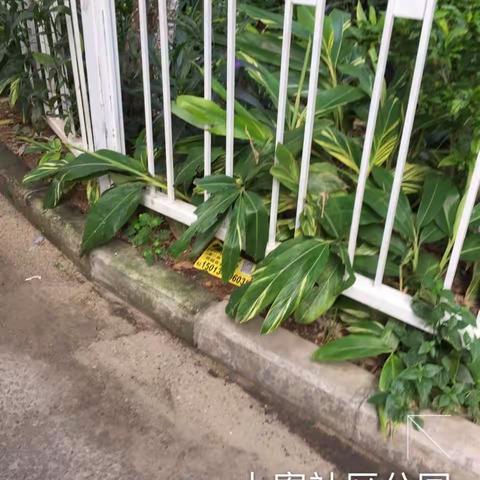 公园组080101 巡查报告