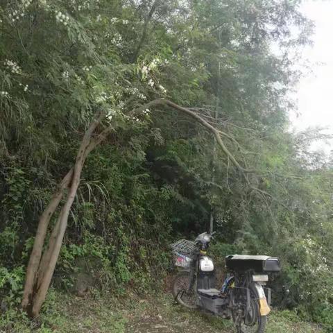 公园绿道安全专项巡查