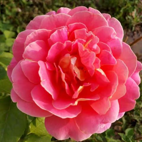 静赏庾河小学月季花开