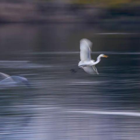 慢门下的白鹭 海洋摄影