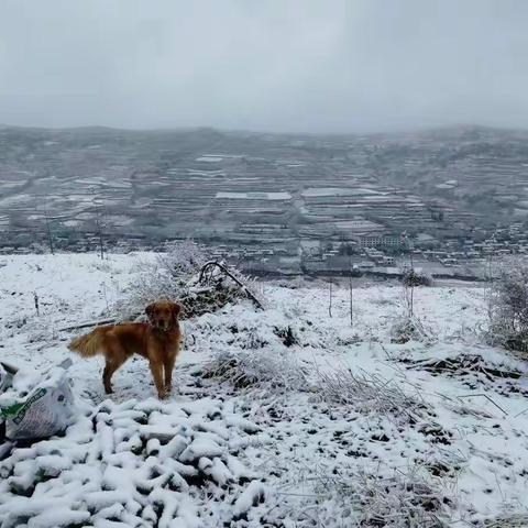 又见雪花飞