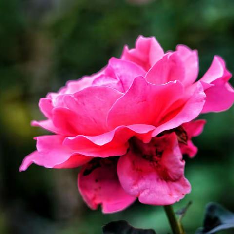 中央公园的月季花