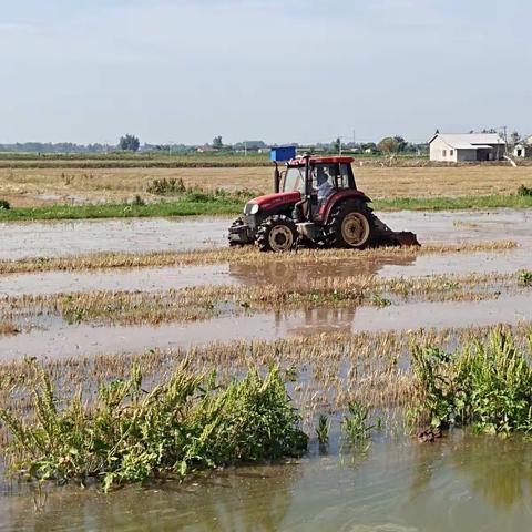 栽秧割麦两头忙