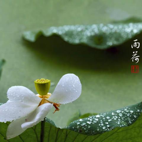 <当荷花盛开的时候>