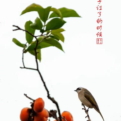 《柿子红了的时候》，也是鸟和摄影爱好者怀揣各自梦想邂逅的时候。
