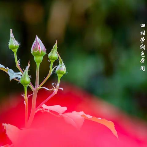 美丽月季花