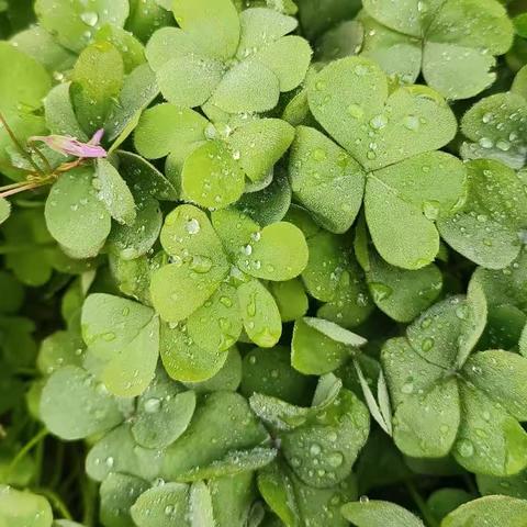 节气艺术——伞花朵朵开