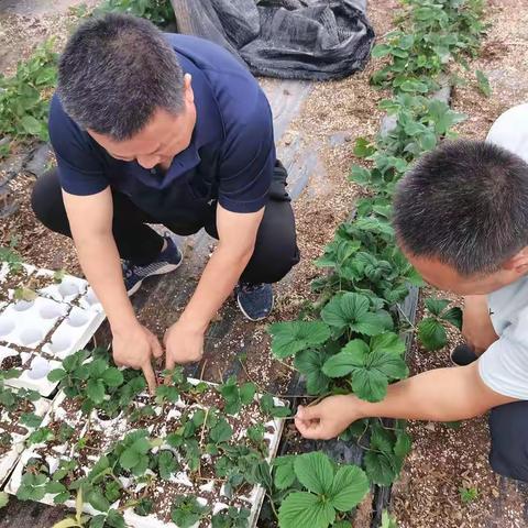 朝阳新村草莓新苗喜获丰收