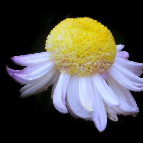 露湿秋香满池岸