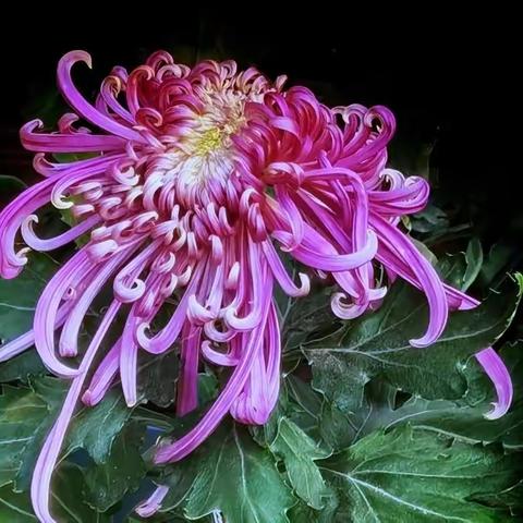 耐寒唯有东篱菊