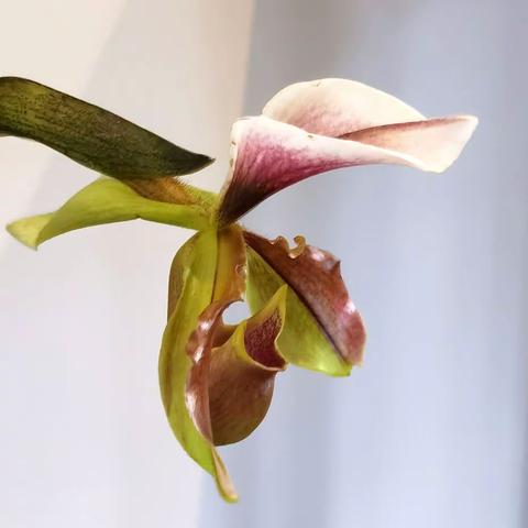 空谷有佳人倏然抱幽独