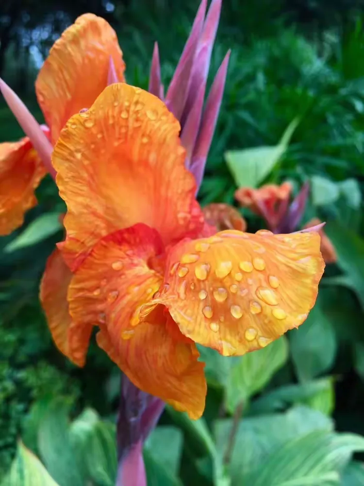 美人蕉花