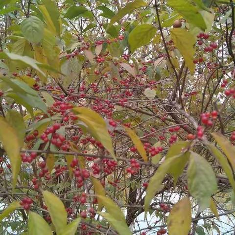 ［节振国小学梁亚超］聚焦 2019年中小学教师核心素养提升培训（语文专场）