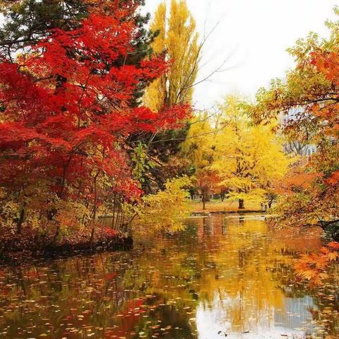 【现代诗】诗歌《触摸秋意（外一首）》