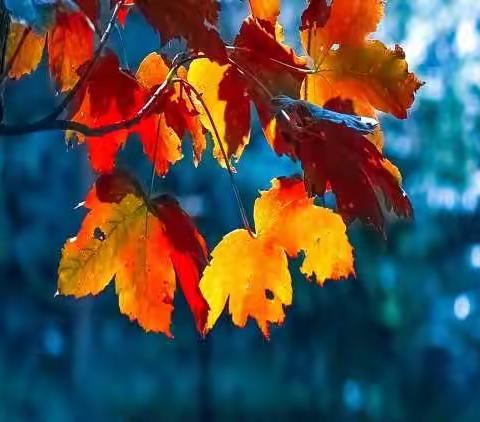 【现代诗】最后一片枫叶