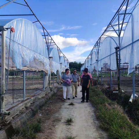 市农业农村局曲环同志赴海棠区北山村、湾坡村常年蔬菜基地调研