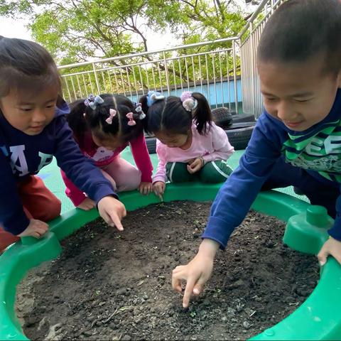 大班种植活动后续——《快乐种植，用心呵护》