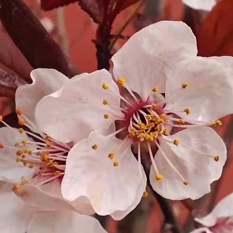 🌸花自向阳开--经开区新时代精英学校五一班