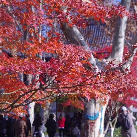 秋游栖霞山：又是一年枫叶红，栖霞山色仍葱茏；毗卢宝殿千佛岩，访古探幽祈平安