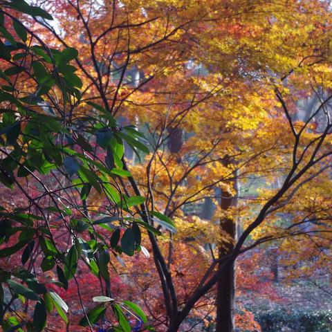 停车坐爱枫林晚，霜叶红于二月花——金陵秋景