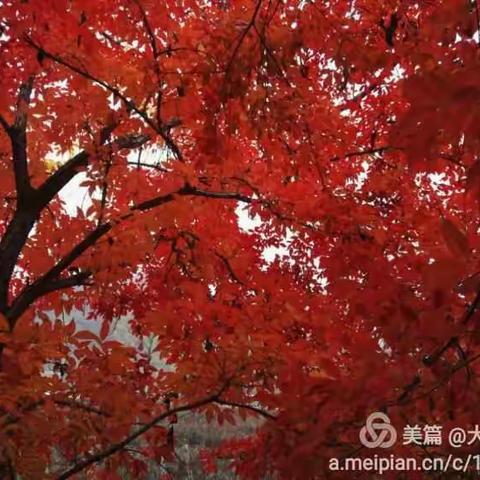 秋山处处放异彩 红叶一枚已醉人