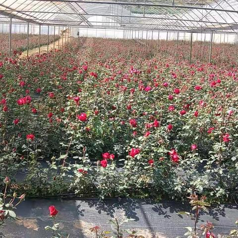 产业为“媒  ” 玫瑰为“魂”