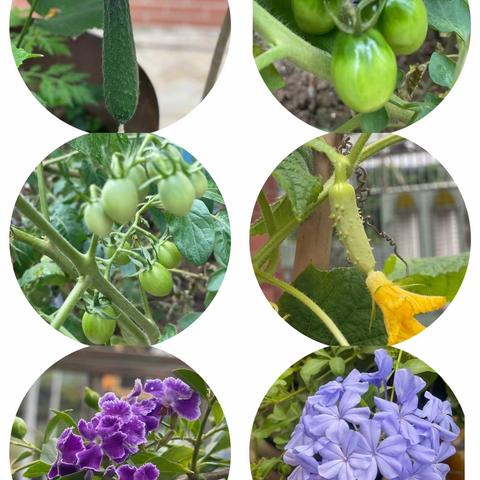 小哈佛小菜园成功改名----瓜甜李🌽