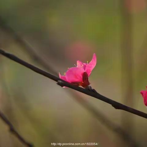 七绝•冬前花