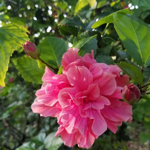 重瓣朱槿（jǐn）