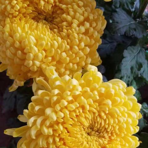 秋菊 沁人心脾， 赏心悦目。