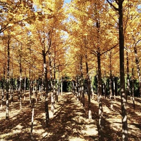 实验中学幼儿园中一班【走进秋天】亲子活动……