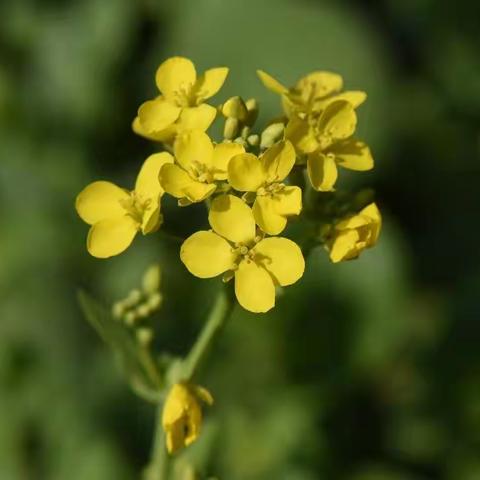 油菜花