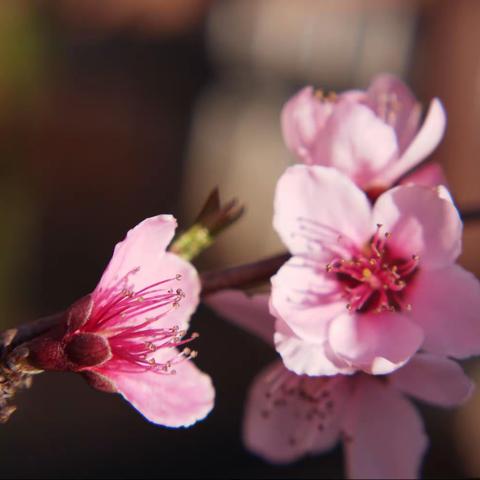 春暖花开——十里桃林