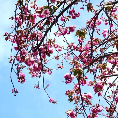 一枝悄立画中香