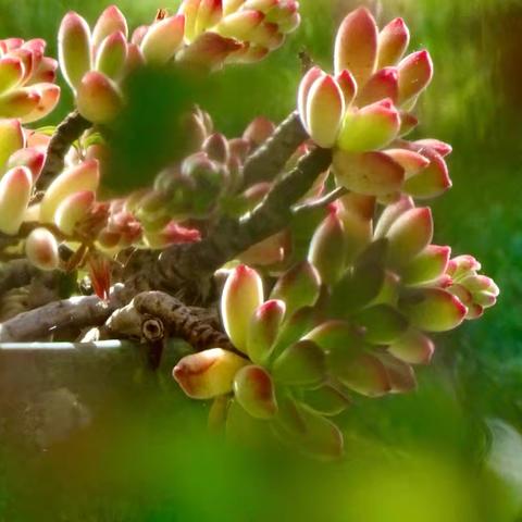 晨光中的多肉植物