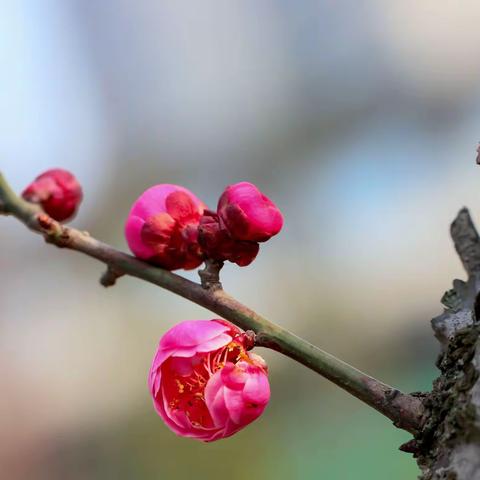 红梅花儿开